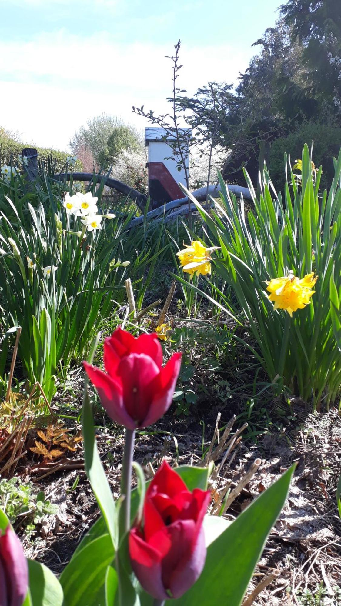 Folster Gardens Bed&Breakfast Invercargill Exterior foto